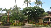 Hawaii_Luau